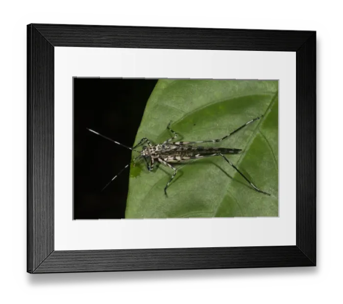 Framed Print : Wasp Mimic Katydid (Quiva sp), Napo River bordering Yasuni National Park, Amazon Rainforest Framed Print : Wasp Mimic Katydid (Quiva sp), Napo River bordering Yasuni National Park, Amazon Rainforest