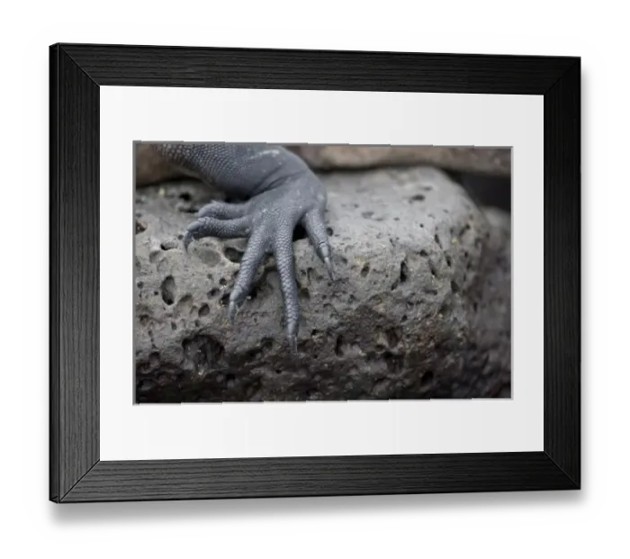 Framed Print : Ecuador, Galapagos Islands National Park, Santa Cruz Island, Puerto Ayora, Marine Iguana Framed Print : Ecuador, Galapagos Islands National Park, Santa Cruz Island, Puerto Ayora, Marine Iguana