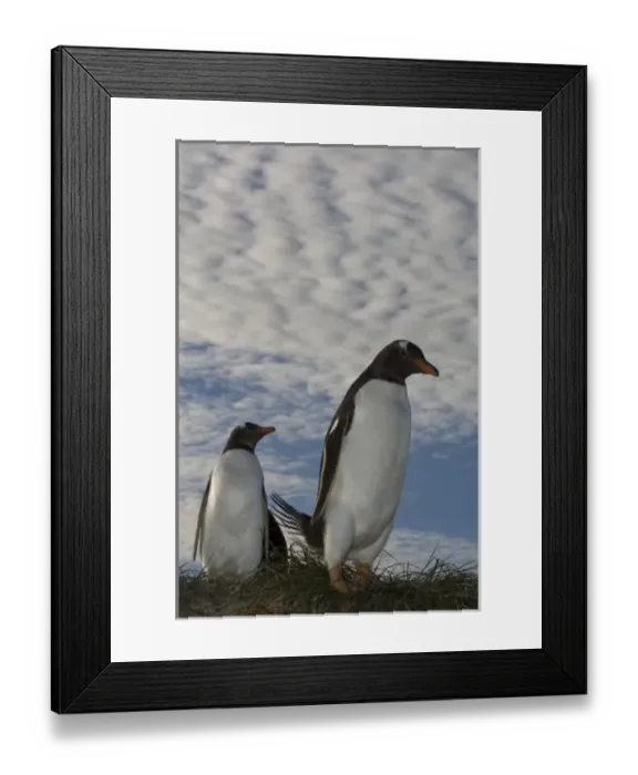 Framed Print : Gentoo Penguins (Pygoscelis papua), Keppel Island, off north coast of West Falkland Framed Print : Gentoo Penguins (Pygoscelis papua), Keppel Island, off north coast of West Falkland