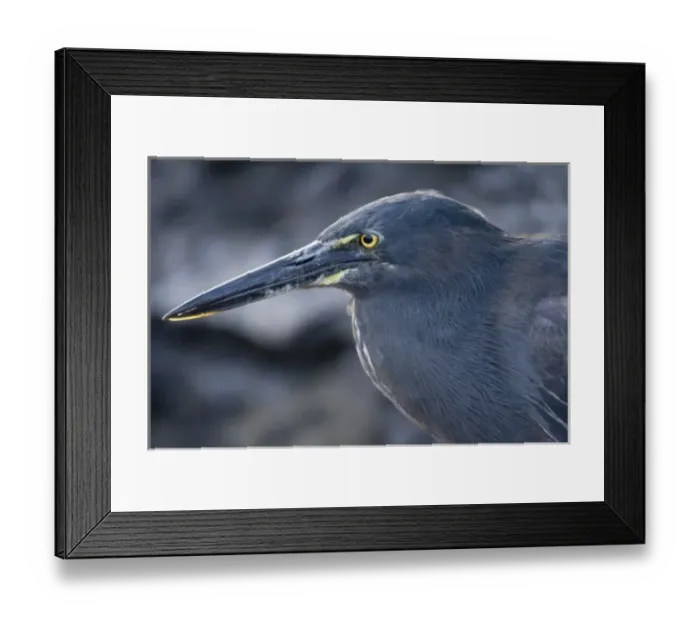 Framed Print : Ecuador, Galapagos Islands National Park, Isabella Island, Lava Heron (Butorides Framed Print : Ecuador, Galapagos Islands National Park, Isabella Island, Lava Heron (Butorides