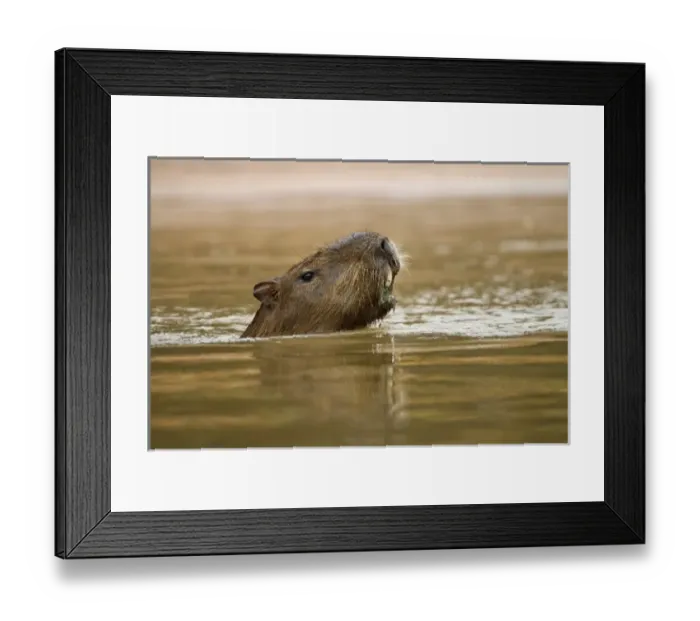 Framed Print : South America, Brazil Framed Print : South America, Brazil