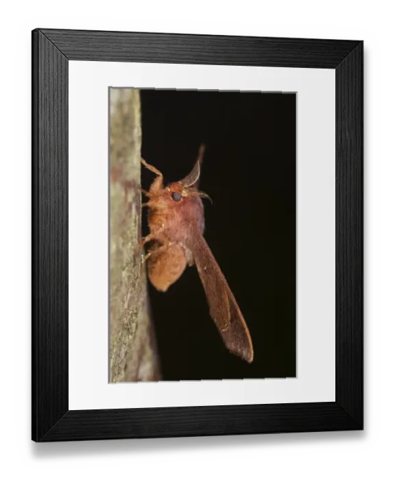 Framed Print : Cloud Forest Moth, Mindo, Cloud Forest, West slope of Andes, Ecuador
