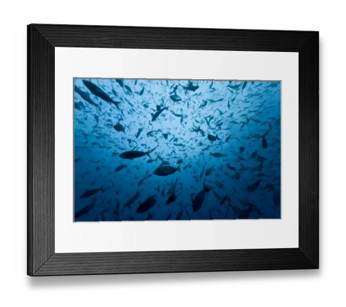 Framed Print : Ecuador, Galapagos Islands, Darwin Island, Underwater view of schooling fish