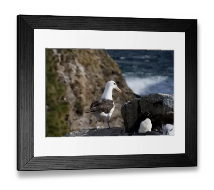 Framed Print : Falkland Islands, West Falkland, West Point Island. Black-browed albatross adult on cliff edge Framed Print : Falkland Islands, West Falkland, West Point Island. Black-browed albatross adult on cliff edge