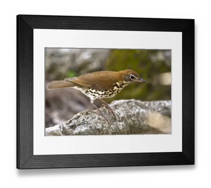 Framed Print : Wood Thrush (Hylocichla mustelina) Belize, Central America. Range: USA migrates to Framed Print : Wood Thrush (Hylocichla mustelina) Belize, Central America. Range: USA migrates to
