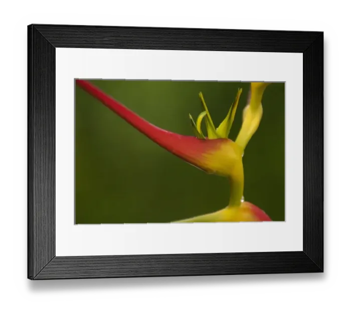 Framed Print : Heliconia flower (Heliconia sp) in lowlands of western Ecuador, South America Framed Print : Heliconia flower (Heliconia sp) in lowlands of western Ecuador, South America