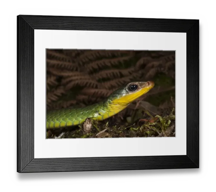 Framed Print : Central America, Ecuador Framed Print : Central America, Ecuador