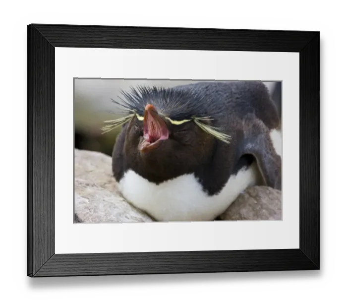 Framed Print : South America, Falkland Islands