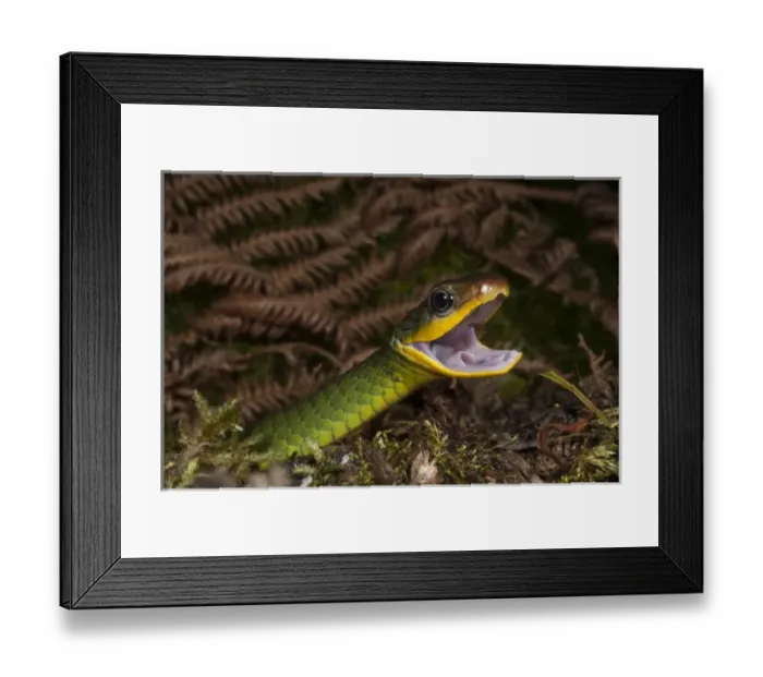 Framed Print : Central America, Ecuador Framed Print : Central America, Ecuador