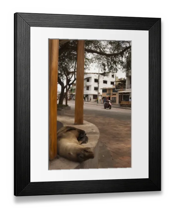 Framed Print : Galapagos Sea lion (Zalophus wollebaeki) on the waterfront. Puerto Baquerizo Moreno Framed Print : Galapagos Sea lion (Zalophus wollebaeki) on the waterfront. Puerto Baquerizo Moreno