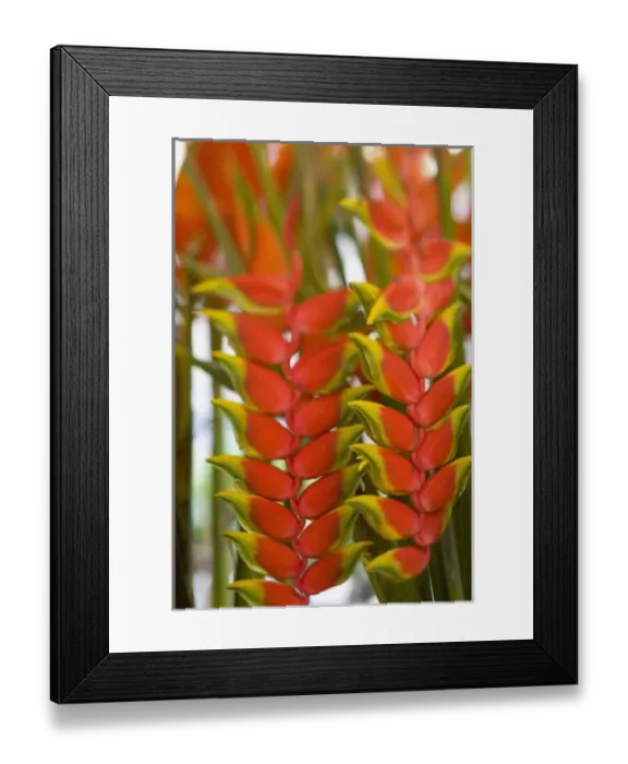 Framed Print : Hanging Heliconia, Weekly Tuesday fruit & vegetable market. Southern Zone of Rio De Janeiro Framed Print : Hanging Heliconia, Weekly Tuesday fruit & vegetable market. Southern Zone of Rio De Janeiro