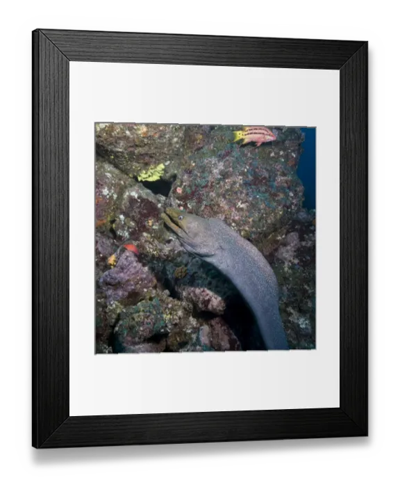Framed Print : Ecuador, Galapagos Islands National Park, Wolf Island, Underwater view of Spotted Moray Eel Framed Print : Ecuador, Galapagos Islands National Park, Wolf Island, Underwater view of Spotted Moray Eel