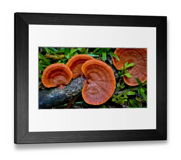 Framed Print : Colorful fungus, Jaguar Reserve, Belize