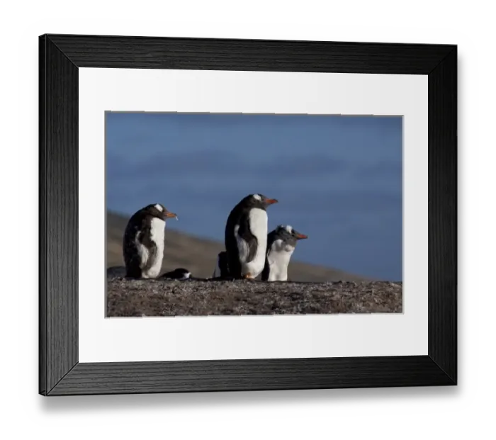 Framed Print : Falkland Islands, West Falkland, Saunders Island. Molting Gentoo penguins (wild Framed Print : Falkland Islands, West Falkland, Saunders Island. Molting Gentoo penguins (wild