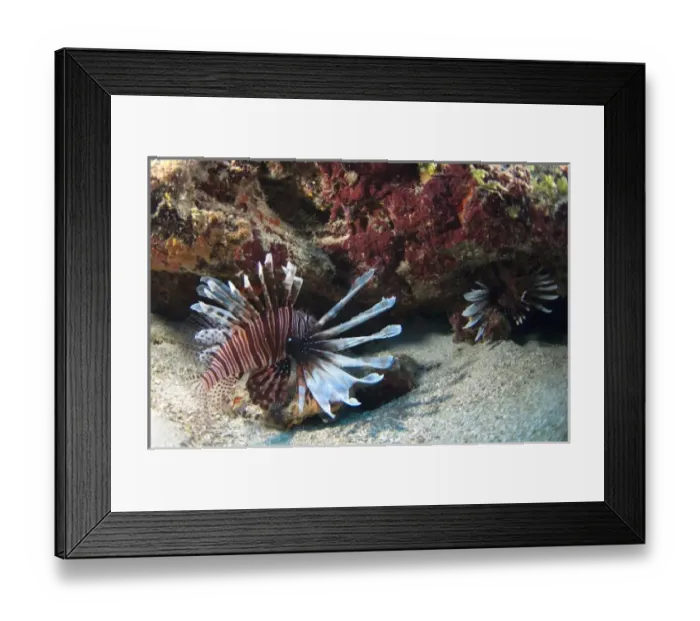 Framed Print : Red Lionfish (Pterois volitans) Coral Reef Island, Belize Barrier Reef. Second largest Framed Print : Red Lionfish (Pterois volitans) Coral Reef Island, Belize Barrier Reef. Second largest