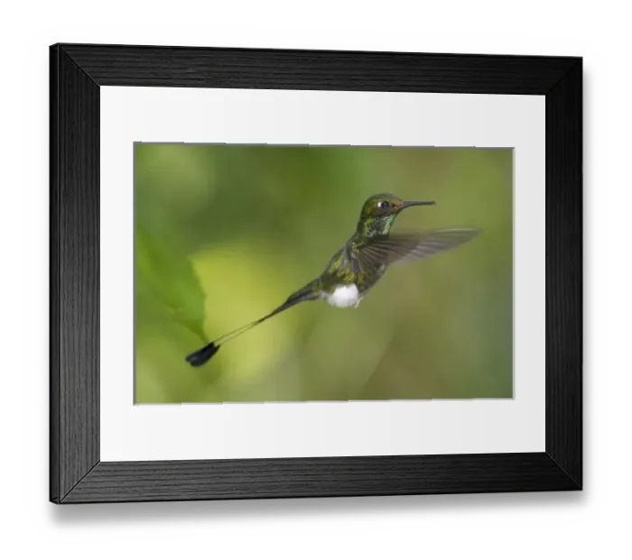 Framed Print : Central America, Ecuador Framed Print : Central America, Ecuador