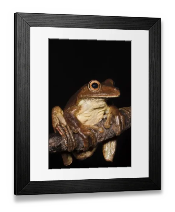 Framed Print : Gladiator Frog (Hypsiboas boans) captive, Choca Region of northwest Ecuador on Colombian Border Framed Print : Gladiator Frog (Hypsiboas boans) captive, Choca Region of northwest Ecuador on Colombian Border