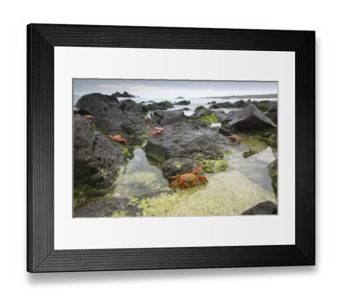 Framed Print : Sally Lightfoot Crabs (Grapsus grapsus) along the shoreline Espanola Island, Galapagos Framed Print : Sally Lightfoot Crabs (Grapsus grapsus) along the shoreline Espanola Island, Galapagos