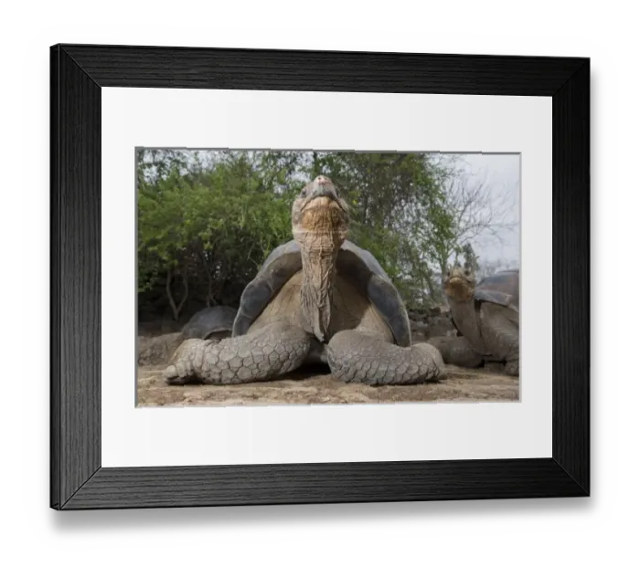 Framed Print : Central America, Ecuador
