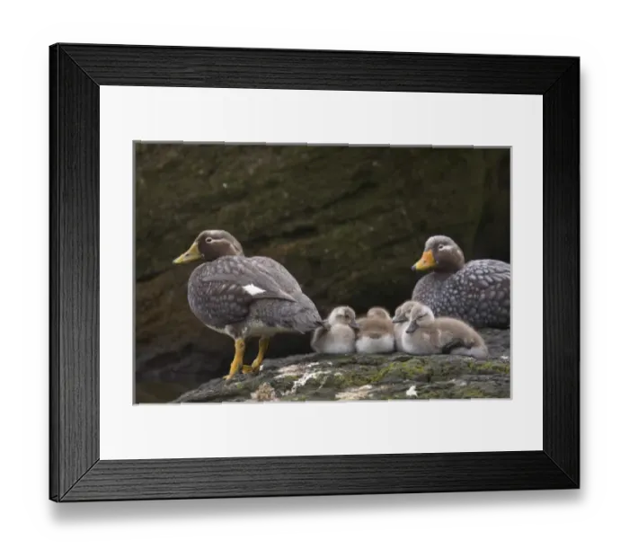 Framed Print : A pair of Falkland Steamer duck adults watch over their brood of chicks on New Island Framed Print : A pair of Falkland Steamer duck adults watch over their brood of chicks on New Island