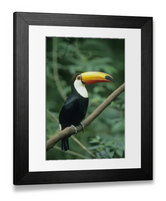 Framed Print : Toco Toucan, (Ramphastos toco), Iguacu Falls National Park, Brazil