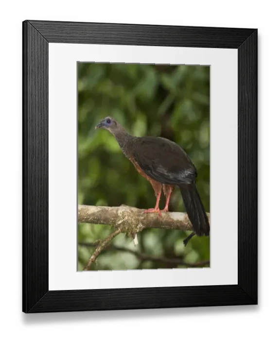 Framed Print : Central America, Ecuador Framed Print : Central America, Ecuador
