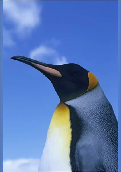 King Penguin, (Aptenodytes patagonicus), Volunteer Point, Falkland Islands