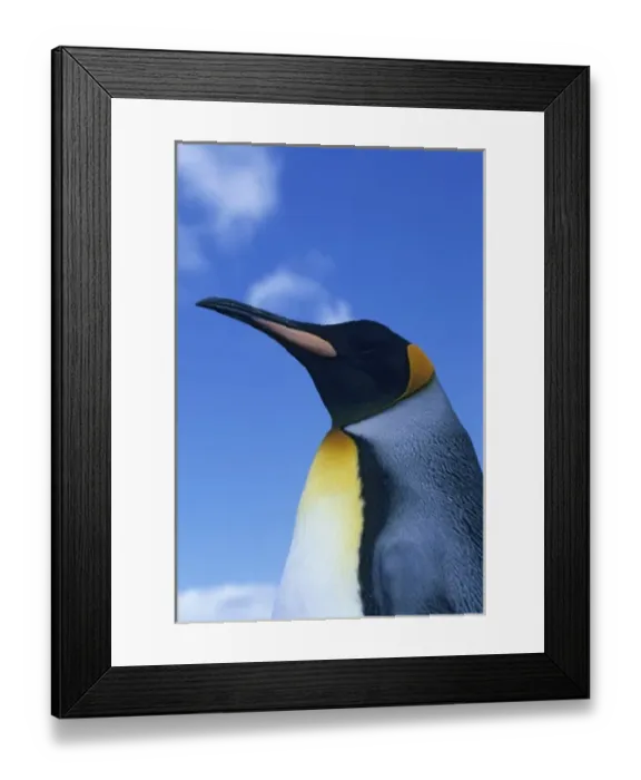 Framed Print : King Penguin, (Aptenodytes patagonicus), Volunteer Point, Falkland Islands