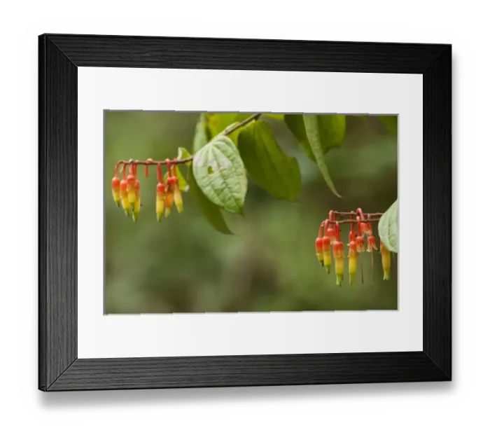 Framed Print : Central America, Ecuador Framed Print : Central America, Ecuador