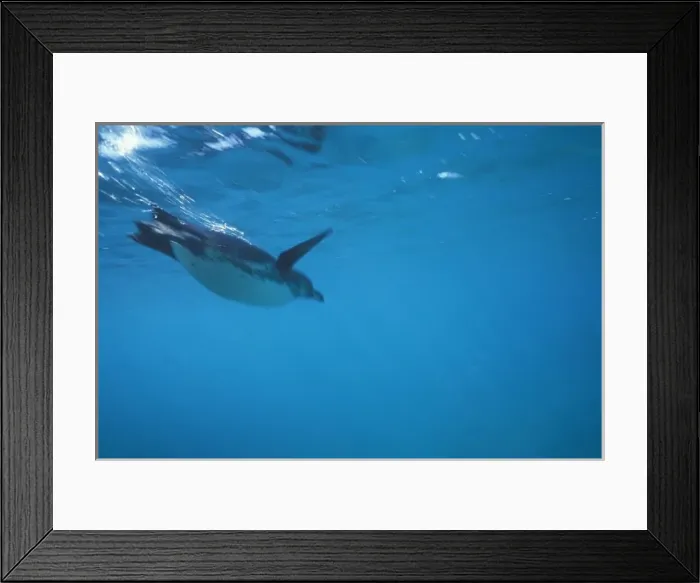 Framed Print : Ecuador, Galapagos Islands, Galapagos Penguin (Spheniscus mendiculus) swimming in Framed Print : Ecuador, Galapagos Islands, Galapagos Penguin (Spheniscus mendiculus) swimming in