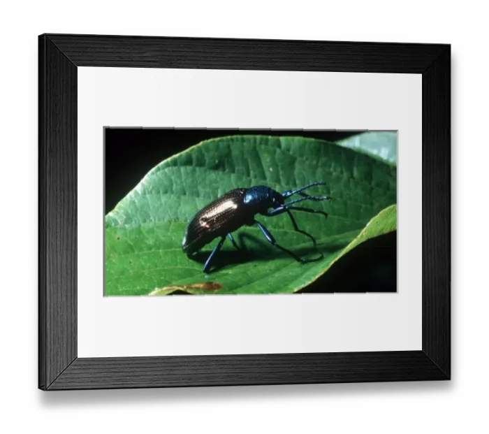 Framed Print : Beetle, Argentina