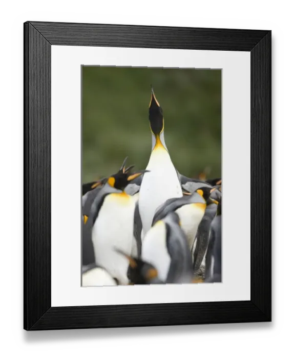 Framed Print : King Penguin, Aptenodytes patagonica, in colonies in the Falkland Islands, Antarctica