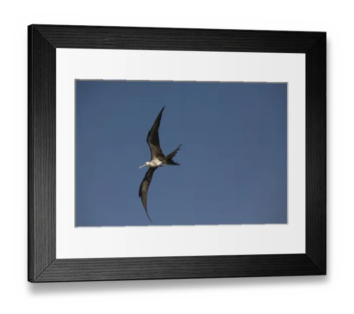 Framed Print : Great frigate bird (Fregata minor) in flight against blue sky, Placencia, Stann Creek District Framed Print : Great frigate bird (Fregata minor) in flight against blue sky, Placencia, Stann Creek District