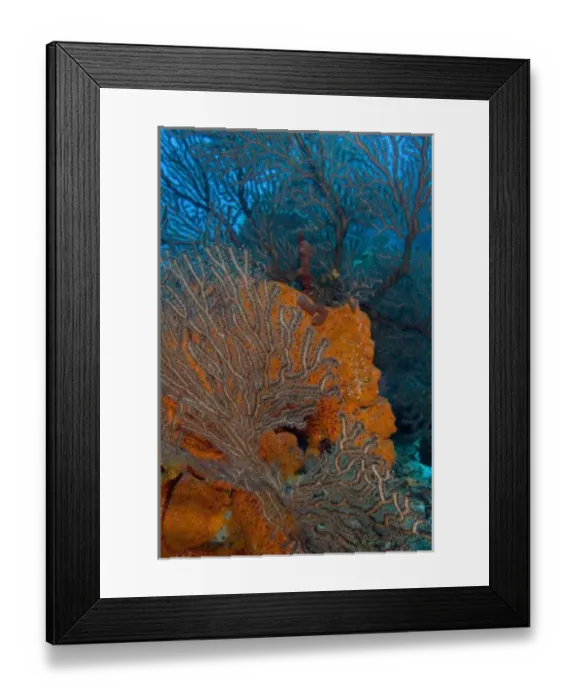 Framed Print : Deep Water Sea Fan (Iciligorgia schrammi) & encrusting Orange Sponge (Diplastrella sp