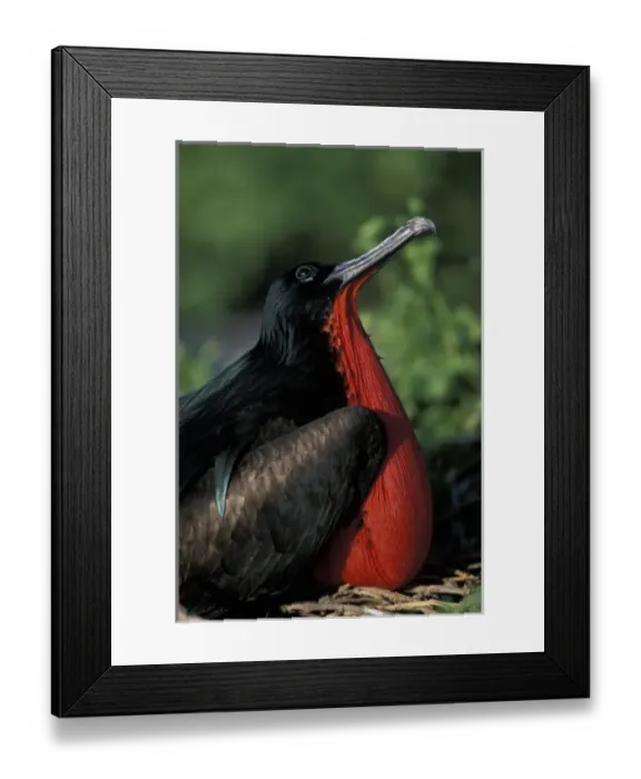 Framed Print : Ecuador, Galapagos Islands, Magnificent Frigatebird (Fregata magnificens) in nesting Framed Print : Ecuador, Galapagos Islands, Magnificent Frigatebird (Fregata magnificens) in nesting
