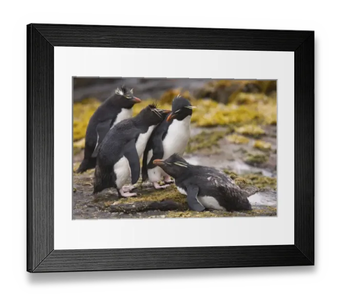 Framed Print : South America, Falkland Islands