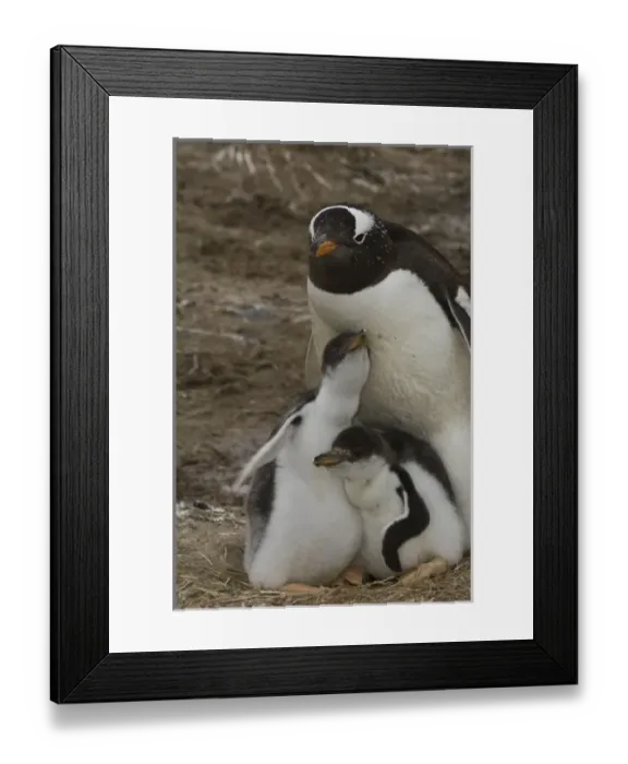 Framed Print : South America, Falkland Islands Framed Print : South America, Falkland Islands