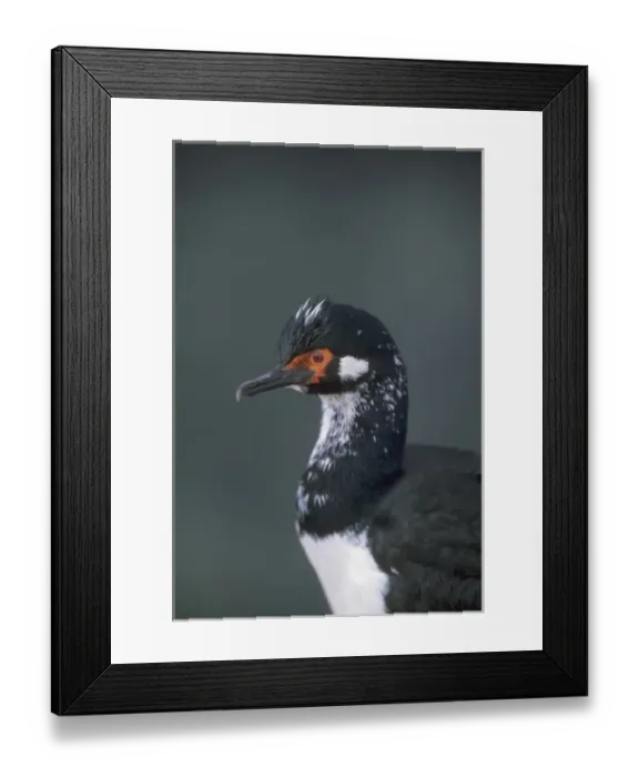 Framed Print : Shag Rock Cormorant, (Phalacrocorax magellanicus), portrait, Bleaker Island, Falkland Islands Framed Print : Shag Rock Cormorant, (Phalacrocorax magellanicus), portrait, Bleaker Island, Falkland Islands