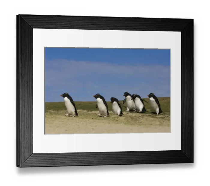 Framed Print : Rockhopper Penguins (Eudyptes chrysocome chrysocome) Pebble Island, off north coast Framed Print : Rockhopper Penguins (Eudyptes chrysocome chrysocome) Pebble Island, off north coast