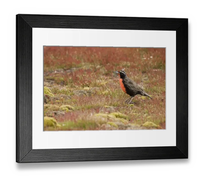 Framed Print : South Atlantic, Falkland Islands, New Island. Long-tailed meadowlark in colorful Framed Print : South Atlantic, Falkland Islands, New Island. Long-tailed meadowlark in colorful