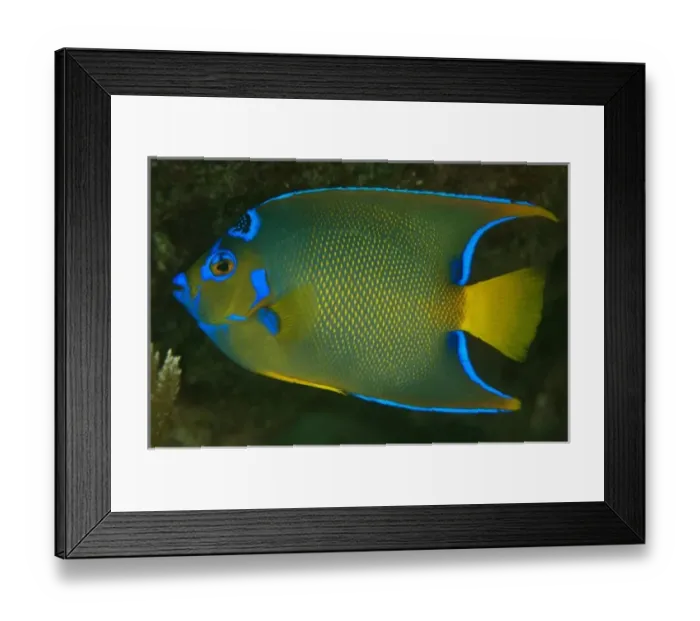 Framed Print : Queen Angelfish (Holocanthus ciliaris) Coral Reef Island, Belize Barrier Reef. Second Framed Print : Queen Angelfish (Holocanthus ciliaris) Coral Reef Island, Belize Barrier Reef. Second