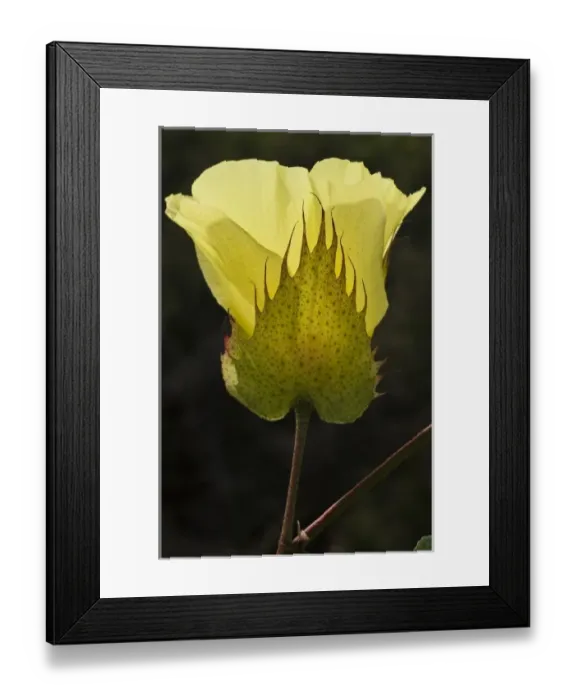 Framed Print : Central America, Ecuador
