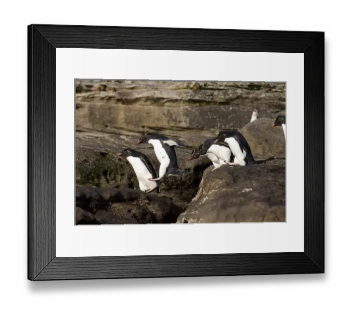 Framed Print : Falkland Islands, West Falkland, Saunders Island. Southern Rockhopper penguins (wild Framed Print : Falkland Islands, West Falkland, Saunders Island. Southern Rockhopper penguins (wild