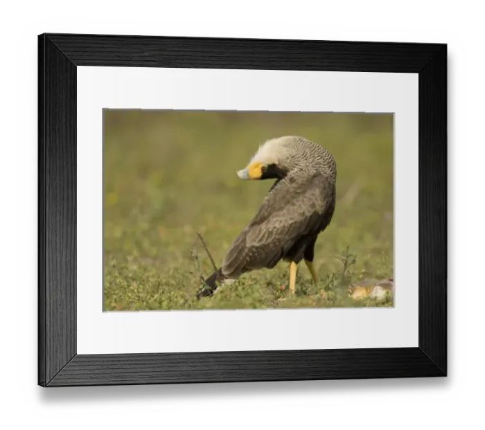 Framed Print : South America, Brazil