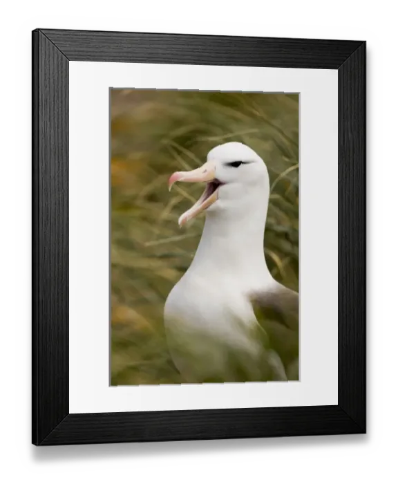 Framed Print : South Atlantic, Falkland Islands, New Island. Black-browed albatross standing guard Framed Print : South Atlantic, Falkland Islands, New Island. Black-browed albatross standing guard