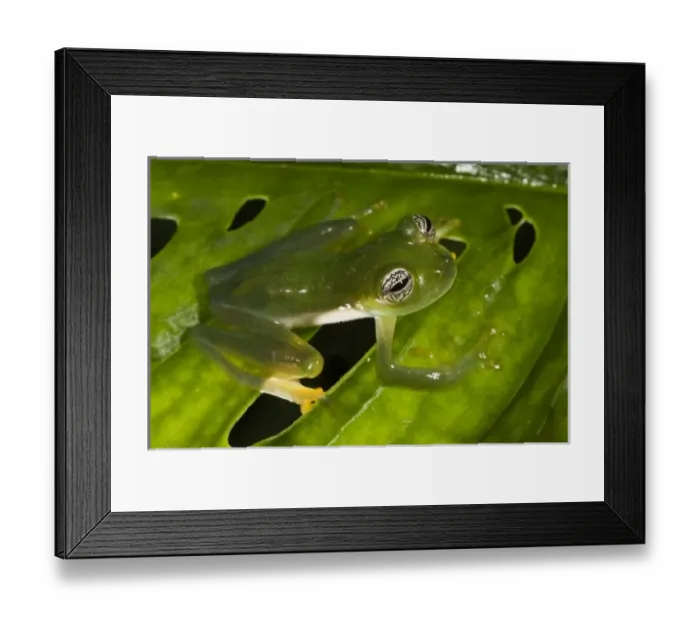 Framed Print : Glass Frog (Espadarana callistomma) Family Centrolenidae. captive, Choca Region of Framed Print : Glass Frog (Espadarana callistomma) Family Centrolenidae. captive, Choca Region of