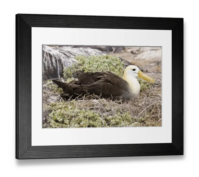 Framed Print : Central America, Ecuador Framed Print : Central America, Ecuador