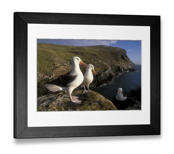 Framed Print : Black-Browed Albatross (Diomedea melanophris) West Point Island, Falkland Islands Framed Print : Black-Browed Albatross (Diomedea melanophris) West Point Island, Falkland Islands