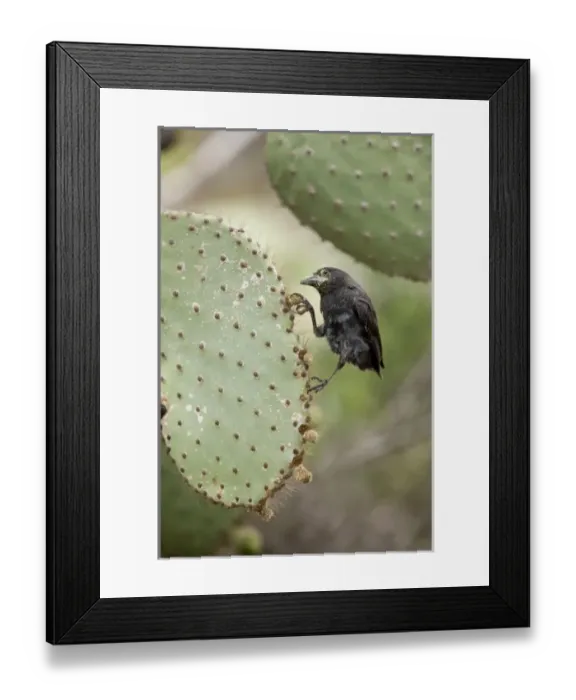 Framed Print : Central America, Ecuador