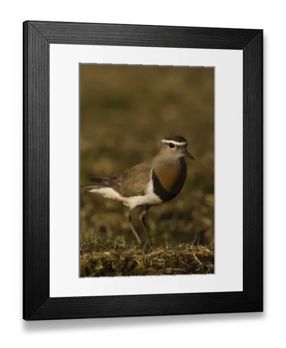 Framed Print : Rufous-chested Dotterel (Charadrius modestus) Pebble Island, off north coast of West Falkland Framed Print : Rufous-chested Dotterel (Charadrius modestus) Pebble Island, off north coast of West Falkland